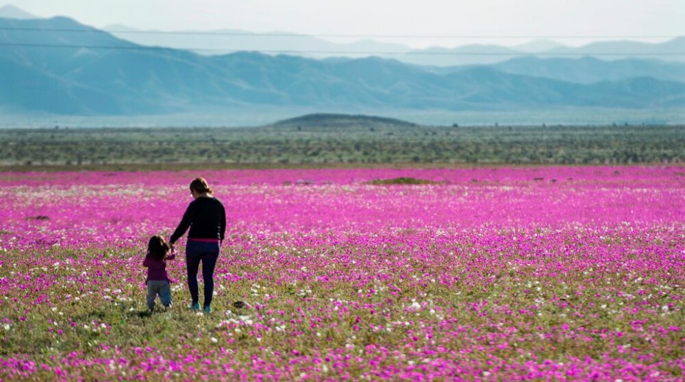 Cel mai arid deşert din lume a înflorit din cauza schimbării climei - Imaginea 3