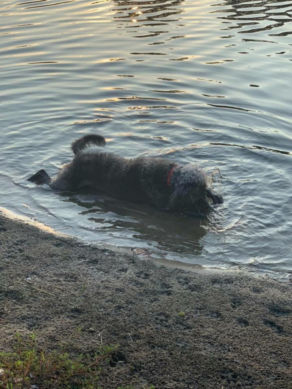 Un cuplu și-a pierdut cei 3 câini în nici 24 de ore, după ce au făcut baie într-un lac - Imaginea 2