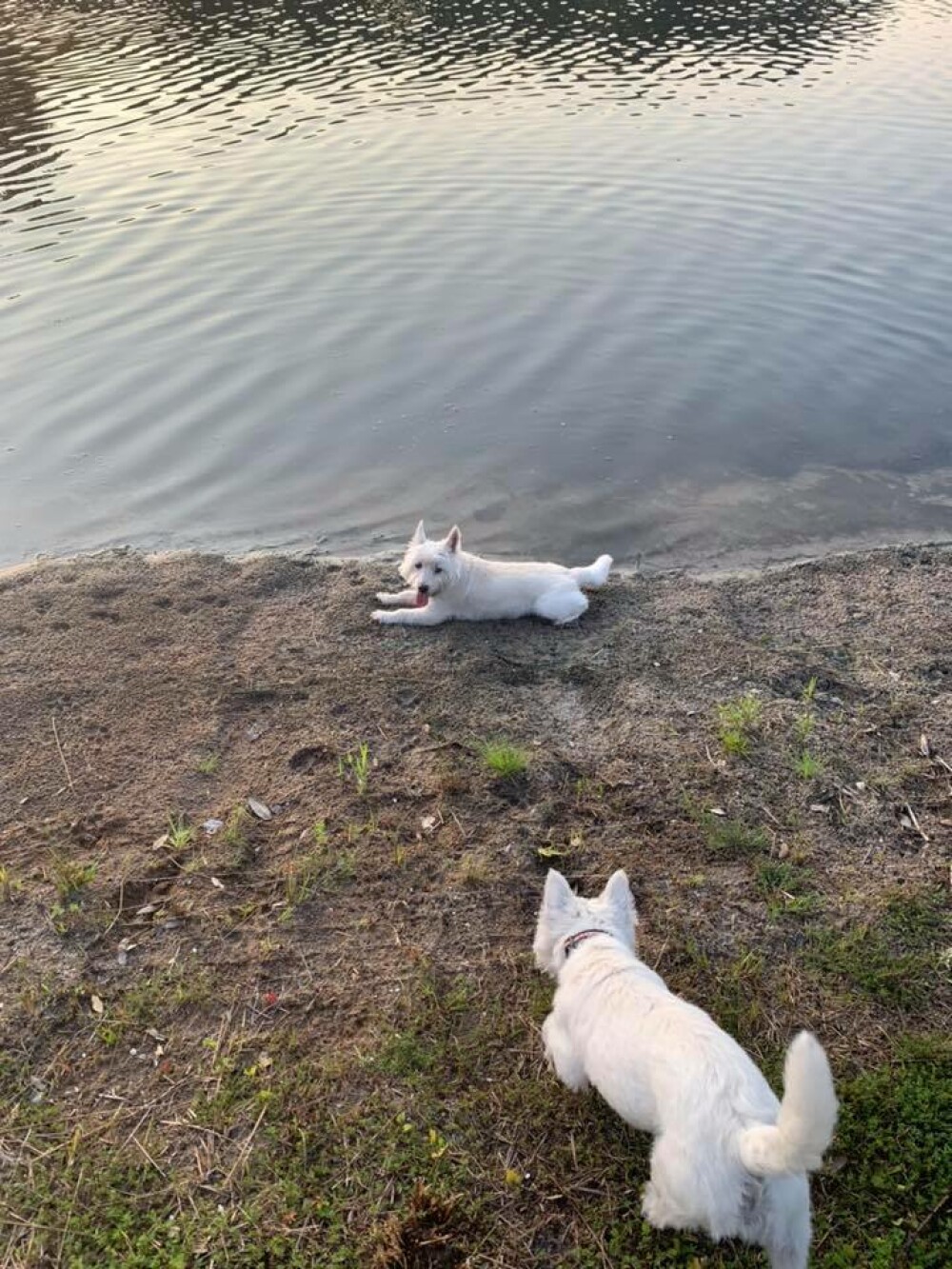 Un cuplu și-a pierdut cei 3 câini în nici 24 de ore, după ce au făcut baie într-un lac - Imaginea 1