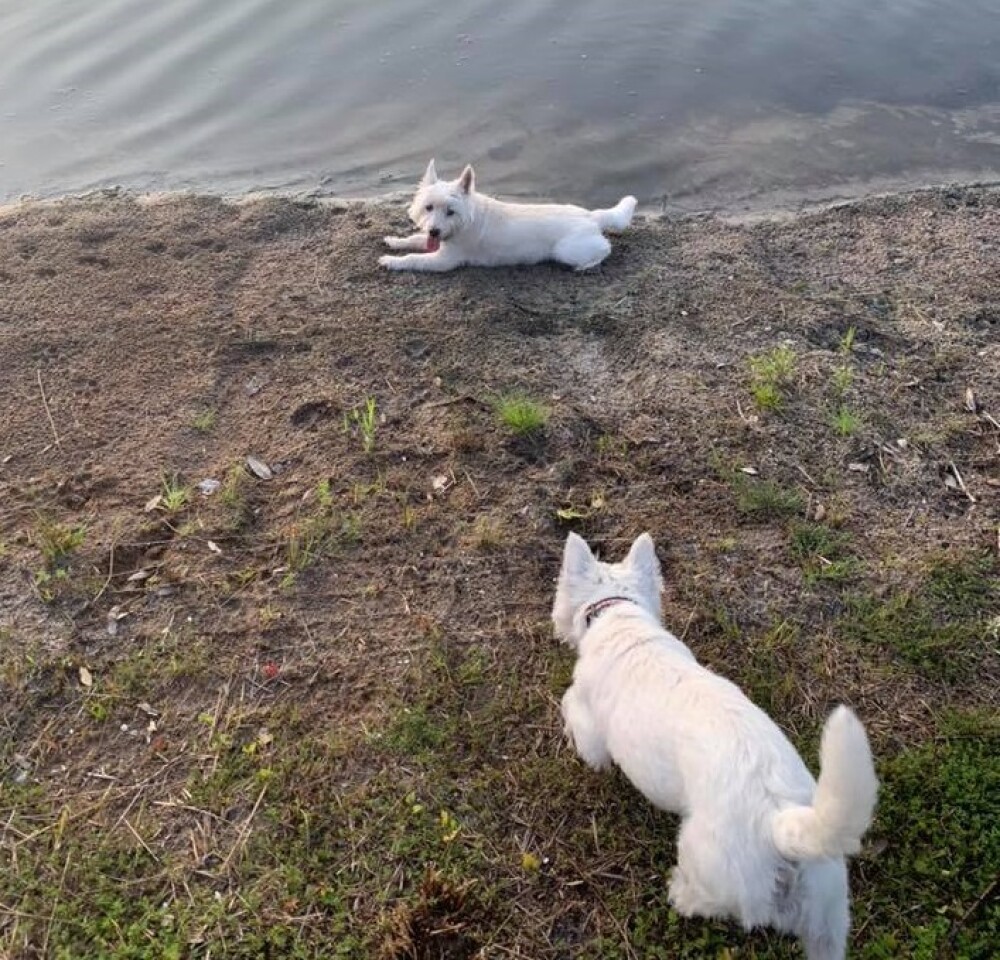Un cuplu și-a pierdut cei 3 câini în nici 24 de ore, după ce au făcut baie într-un lac - Imaginea 4
