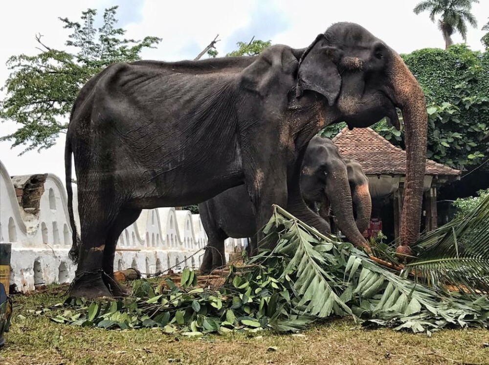 Imagini șocante cu un elefant de 70 de ani, subnutrit, forțat să participe la spectacole - Imaginea 1