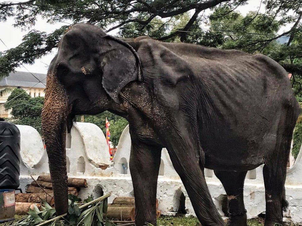 Noi imagini sfâșietoare cu Tikiiri, elefantul înfometat la o paradă. „E aproape de moarte” - Imaginea 2