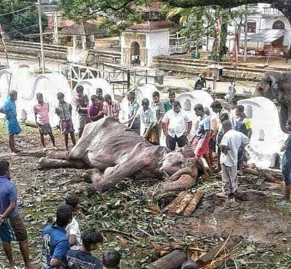 Noi imagini sfâșietoare cu Tikiiri, elefantul înfometat la o paradă. „E aproape de moarte” - Imaginea 1