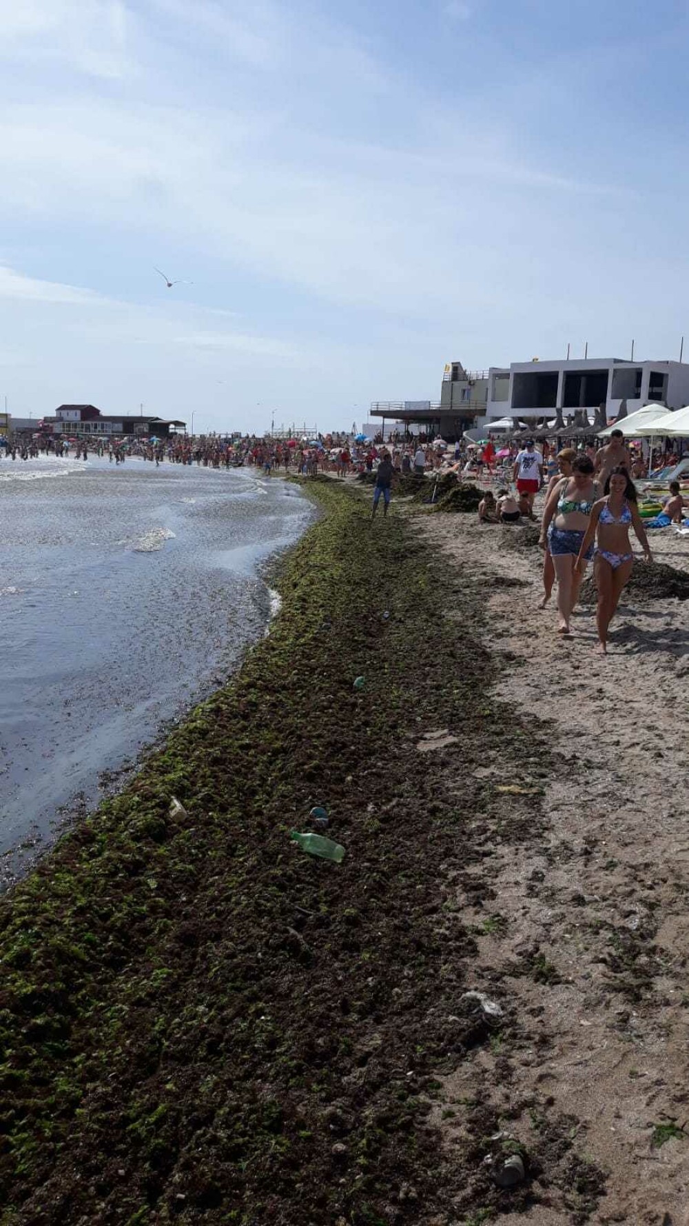 Cantități uriașe de alge au invadat plaja din Mangalia. Primăria a trimis un angajat - Imaginea 3