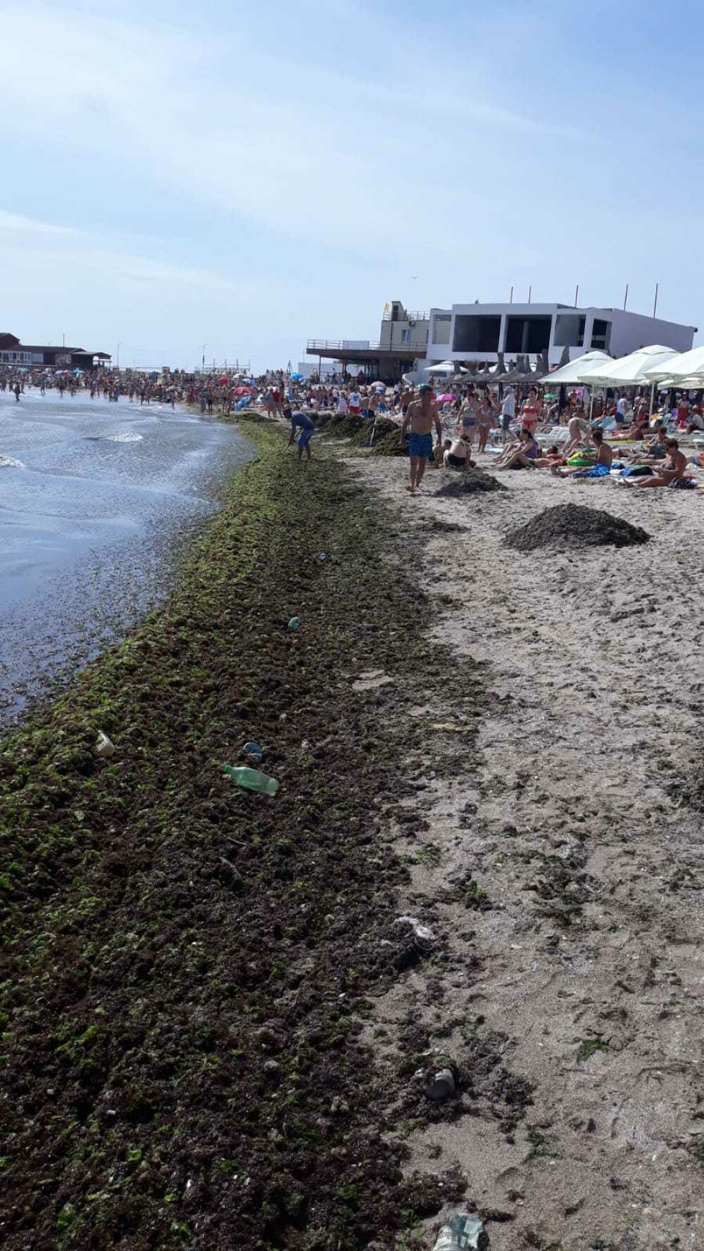 Cantități uriașe de alge au invadat plaja din Mangalia. Primăria a trimis un angajat - Imaginea 2