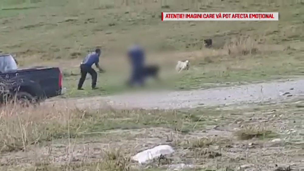 Bărbat filmat în timp ce lovește cu bâta un câine ciobănesc. Ce explicație a dat - Imaginea 1
