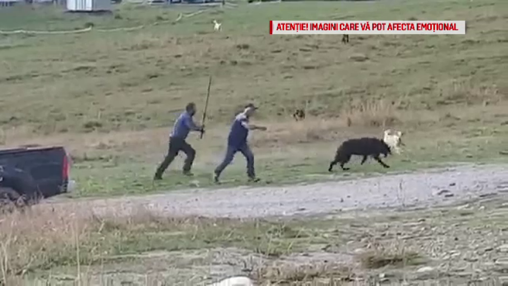 Bărbat filmat în timp ce lovește cu bâta un câine ciobănesc. Ce explicație a dat - Imaginea 2