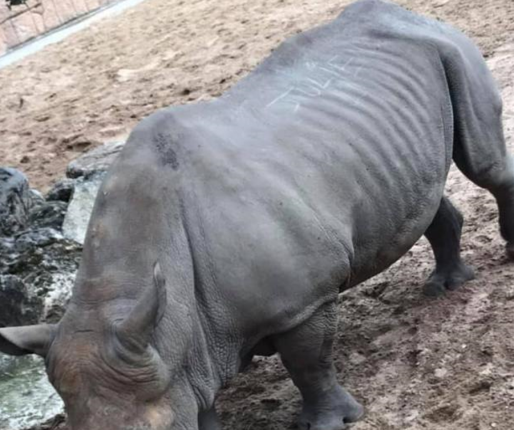 Ce i-au făcut vizitatorii unui rinocer dintr-o grădină zoologică: „E lipsă de respect” - Imaginea 1