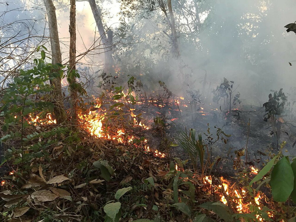 Arde pădurea Amazonului. Președintele Franței vorbește despre o ”criză internațională” - Imaginea 1