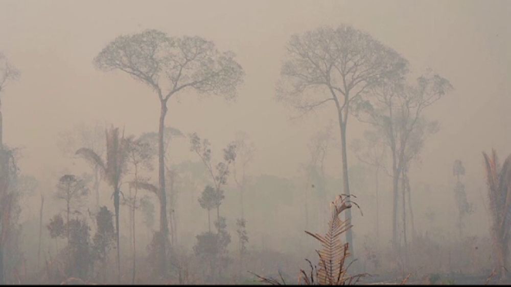 Forbes: Tot ce s-a spus despre incendiile din Amazon și ”plămânul planetei” este greșit - Imaginea 2