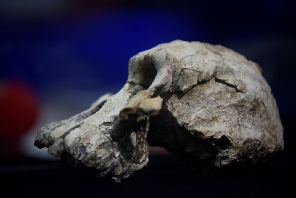 Descoperire incredibilă: Craniu vechi de 3,8 milioane de ani, găsit în Etiopia - Imaginea 1