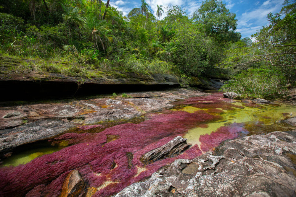 Imagini ireale cu ”Râul celor 5 culori”. Unde se află și de ce are apa colorată GALERIE FOTO - Imaginea 4