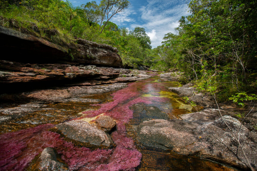Imagini ireale cu ”Râul celor 5 culori”. Unde se află și de ce are apa colorată GALERIE FOTO - Imaginea 7