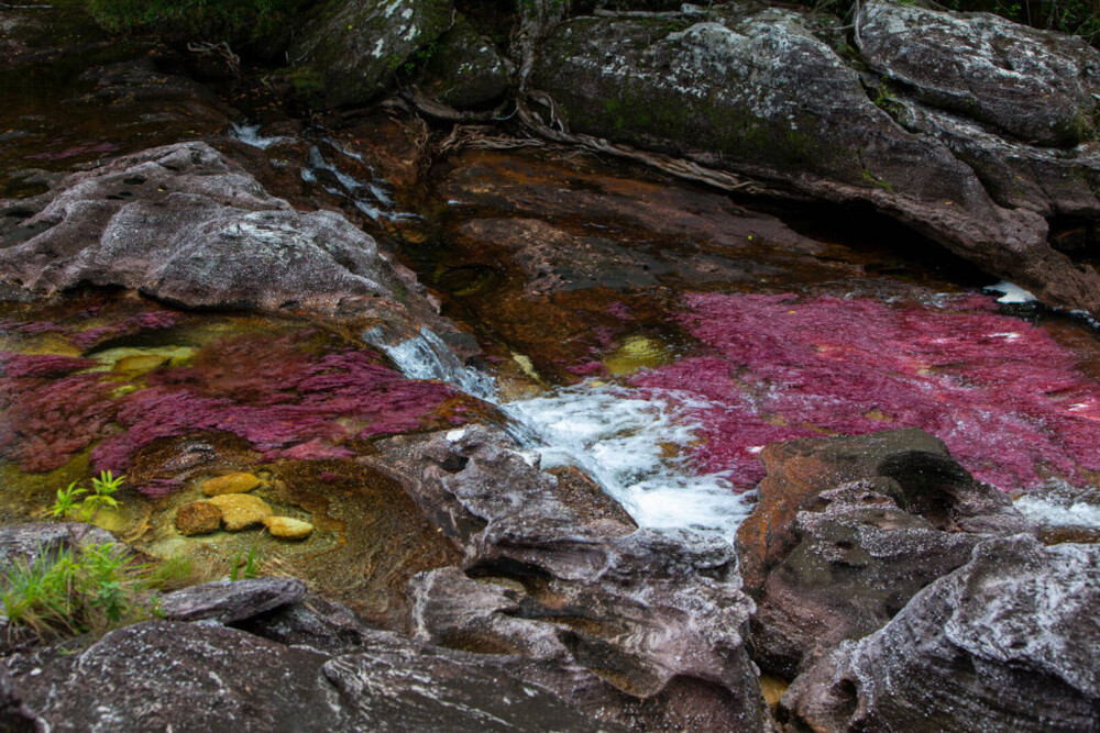 Imagini ireale cu ”Râul celor 5 culori”. Unde se află și de ce are apa colorată GALERIE FOTO - Imaginea 10
