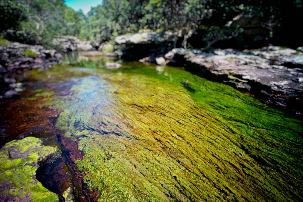 Imagini ireale cu ”Râul celor 5 culori”. Unde se află și de ce are apa colorată GALERIE FOTO - Imaginea 11