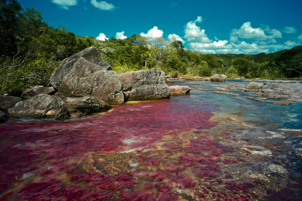 Imagini ireale cu ”Râul celor 5 culori”. Unde se află și de ce are apa colorată GALERIE FOTO - Imaginea 12