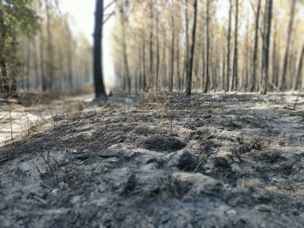 Intervenția a zeci de pompieri români care ajută la stingerea incendiilor de vegetaţie din Franţa | FOTO&VIDEO - Imaginea 4