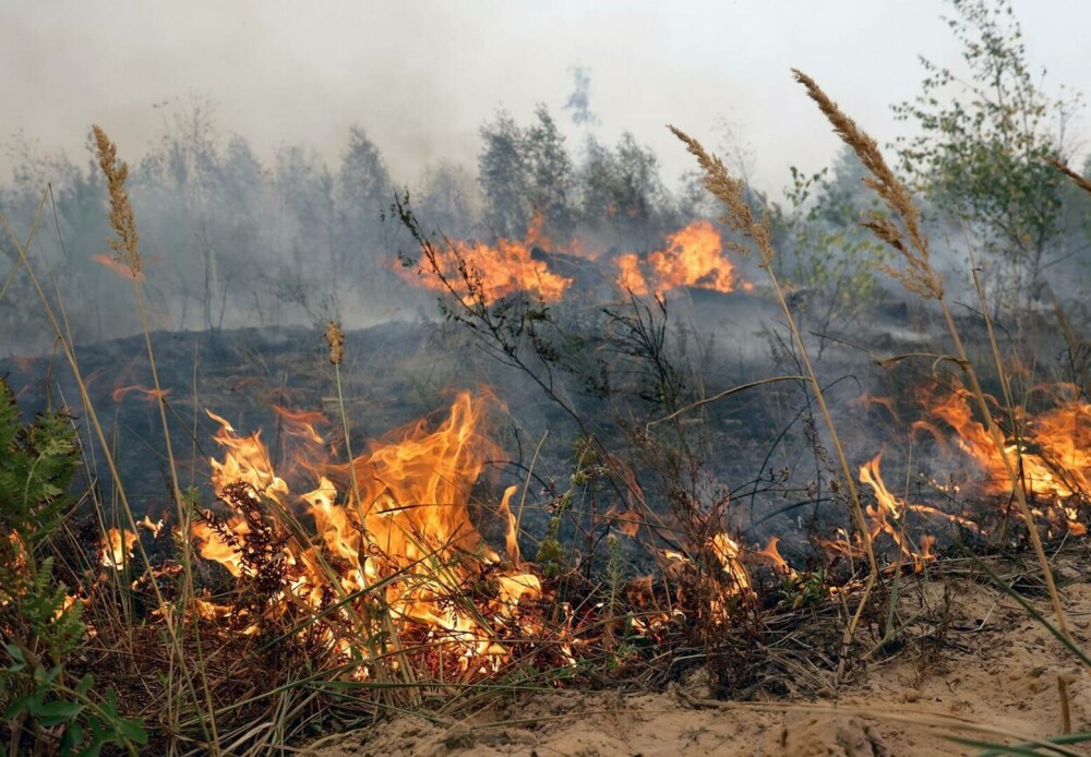 Stare de urgență în Rusia din cauza incendiilor. Peste 8.000 de hectare de păduri sunt afectate | GALERIE FOTO - Imaginea 11