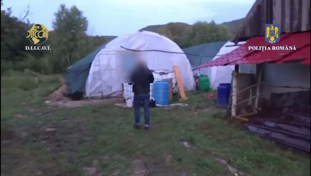Patru bărbați au amenajat o fermă de canabis într-o zonă de munte din Bihor. Indivizii au fost arestați - Imaginea 9