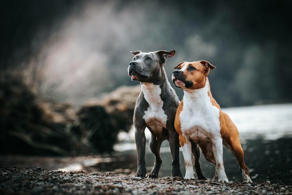 Ziua Internațională a Câinilor: Curiozități despre câini și care sunt cele mai cunoscute rase - FOTO - Imaginea 5