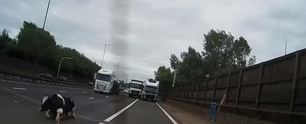 O vacă a căzut dintr-un camion pe o autostradă aglomerată din Anglia. Momentul a fost filmat de o cameră de bord - Imaginea 2