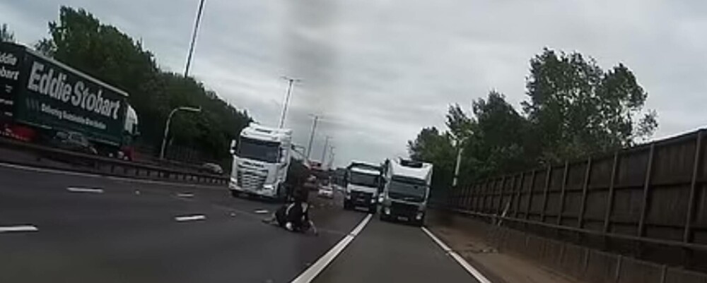O vacă a căzut dintr-un camion pe o autostradă aglomerată din Anglia. Momentul a fost filmat de o cameră de bord - Imaginea 3