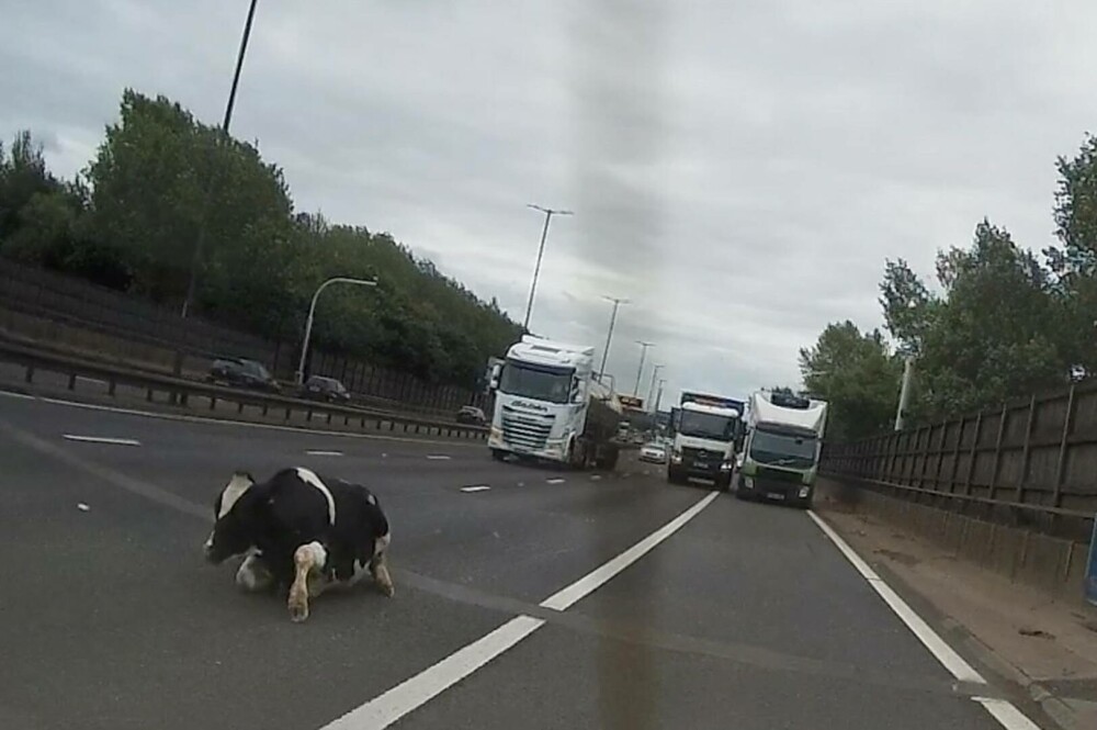 O vacă a căzut dintr-un camion pe o autostradă aglomerată din Anglia. Momentul a fost filmat de o cameră de bord - Imaginea 4