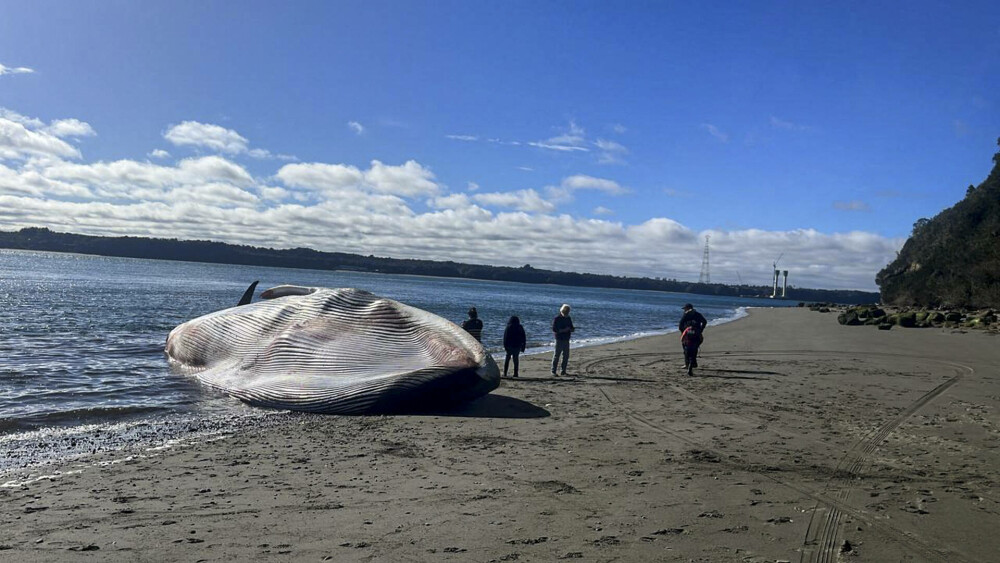 Cum a eșuat o balenă albastră pe o plajă. Este considerată cel mai mare animal de pe Pământ | GALERIE FOTO - Imaginea 1