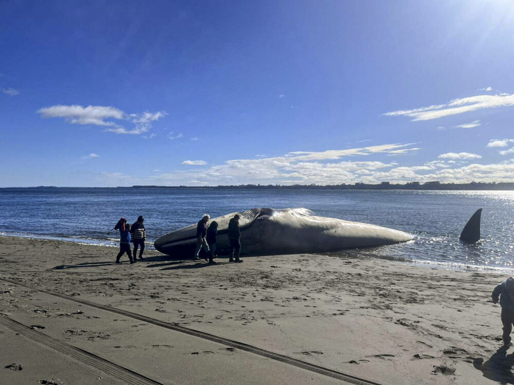 Cum a eșuat o balenă albastră pe o plajă. Este considerată cel mai mare animal de pe Pământ | GALERIE FOTO - Imaginea 2