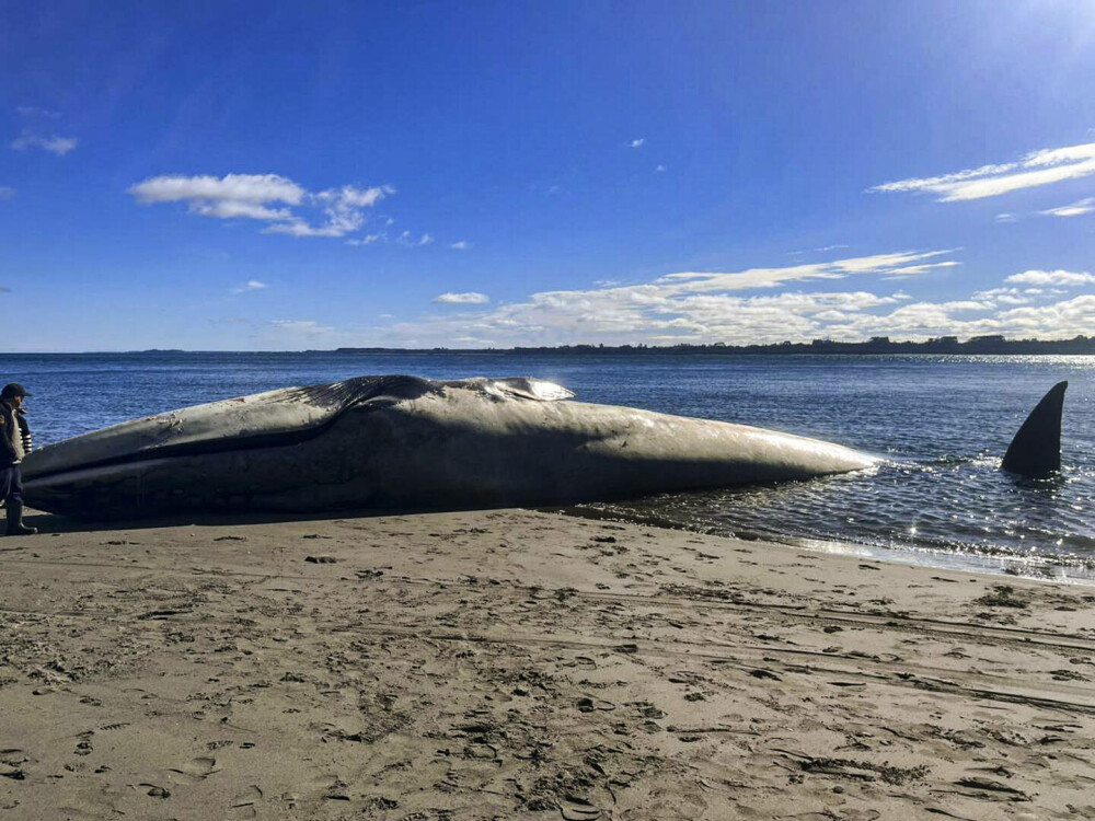 Cum a eșuat o balenă albastră pe o plajă. Este considerată cel mai mare animal de pe Pământ | GALERIE FOTO - Imaginea 3