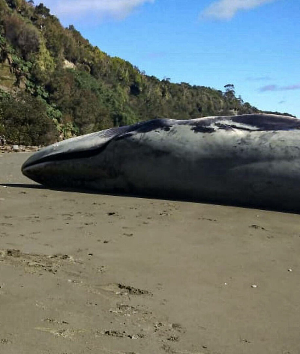Cum a eșuat o balenă albastră pe o plajă. Este considerată cel mai mare animal de pe Pământ | GALERIE FOTO - Imaginea 4