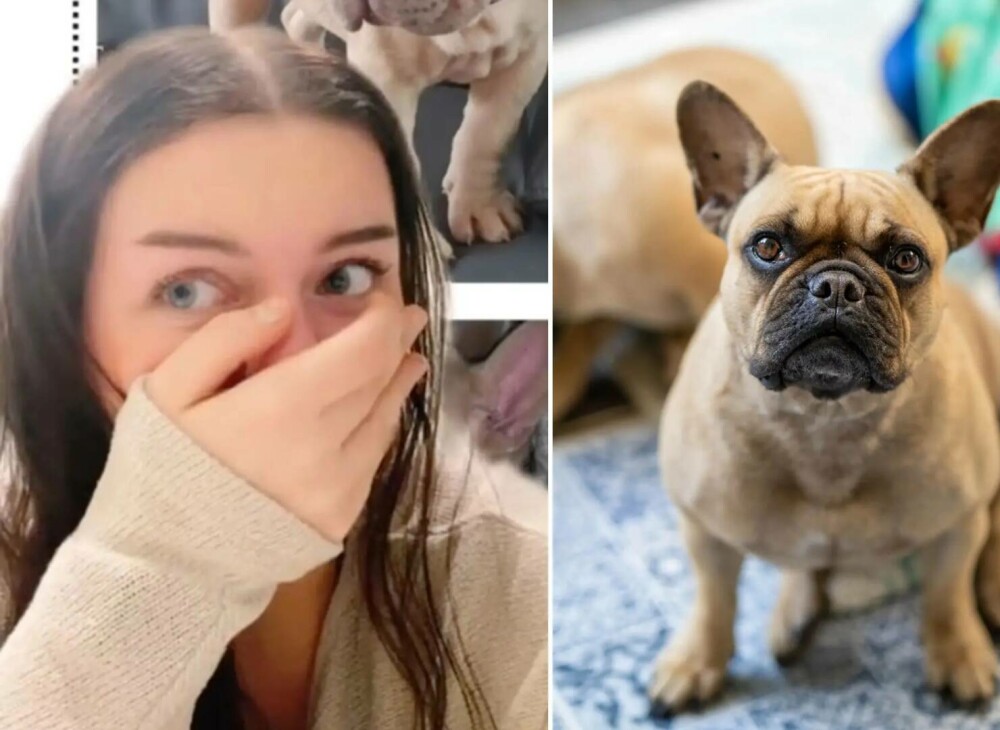 O tânără a cumpărat online un bulldog francez, însă când a văzut ce a primit de fapt a avut un șoc. FOTO - Imaginea 1