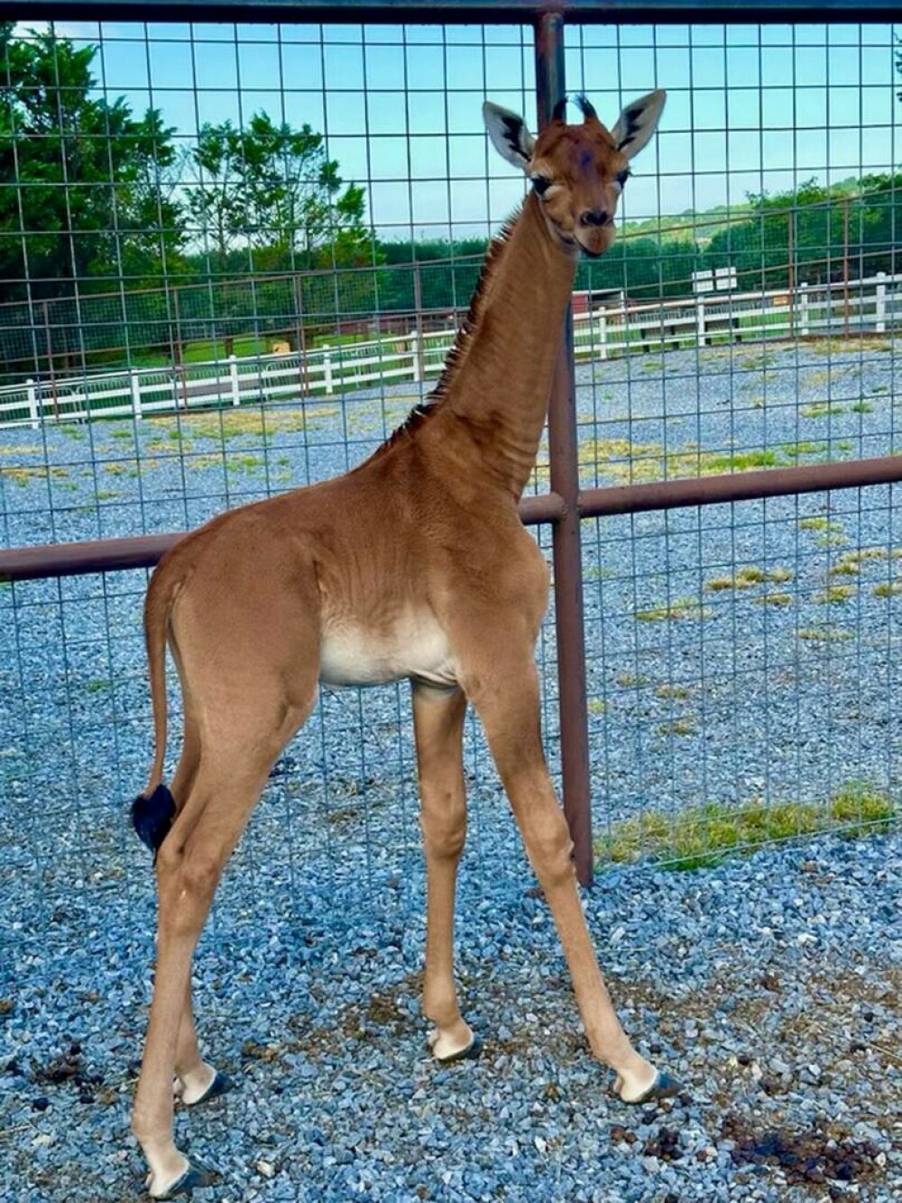 O girafă fără pete s-a născut într-o grădină zoologică din SUA. Ar putea fi unică în lume - Imaginea 1