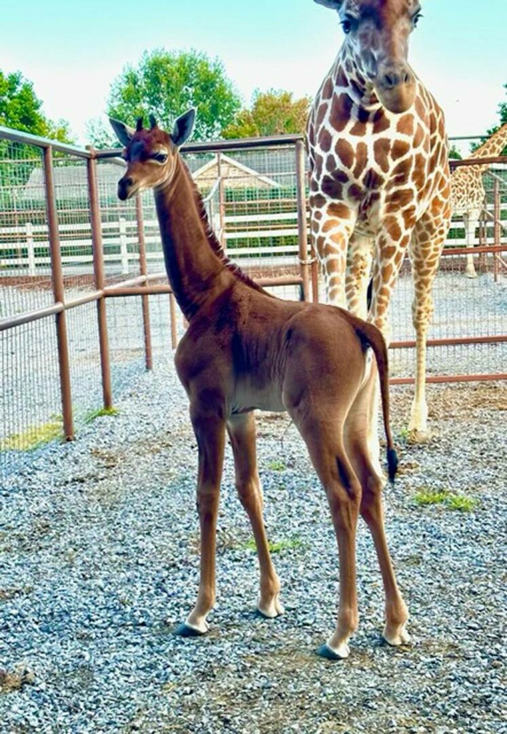 O girafă fără pete s-a născut într-o grădină zoologică din SUA. Ar putea fi unică în lume - Imaginea 2