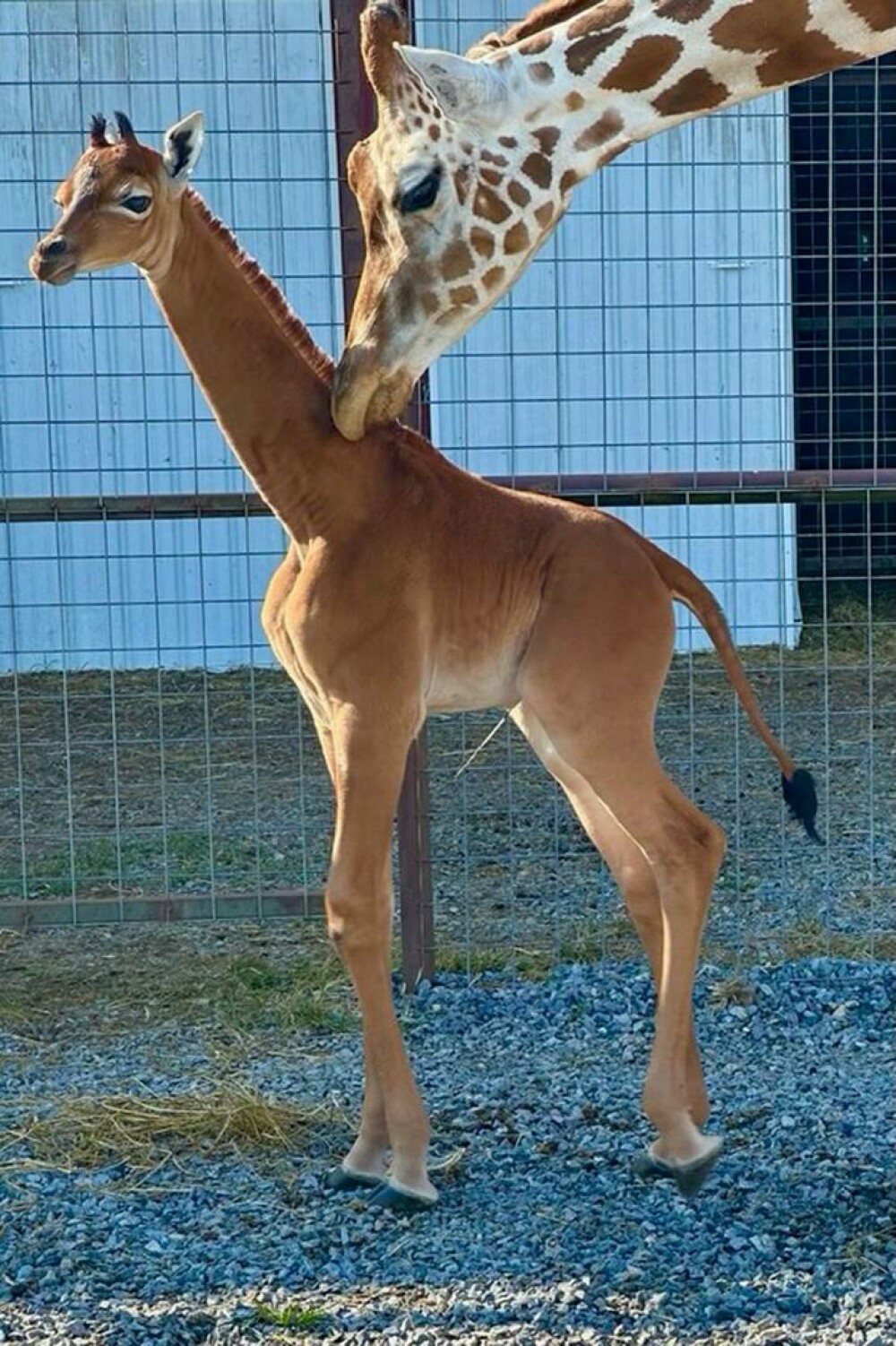 O girafă fără pete s-a născut într-o grădină zoologică din SUA. Ar putea fi unică în lume - Imaginea 3