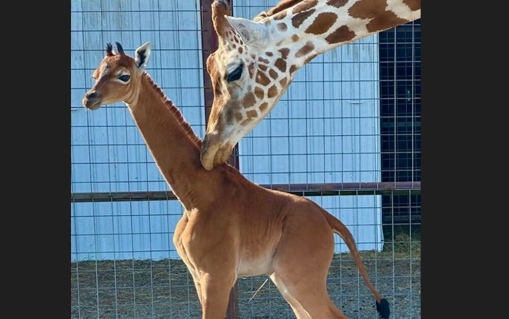 O girafă fără pete s-a născut într-o grădină zoologică din SUA. Ar putea fi unică în lume - Imaginea 4