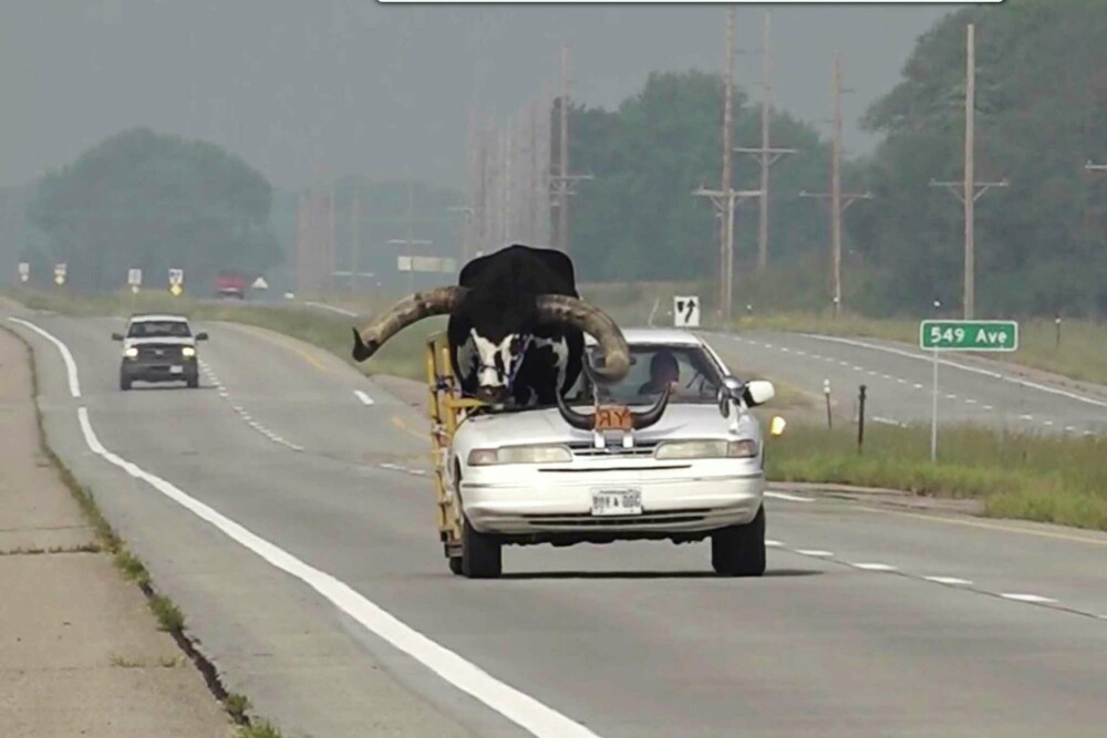 Un șofer a decupat plafonul mașinii pentru a merge cu un taur pe autostradă. Ce a urmat | FOTO - Imaginea 1