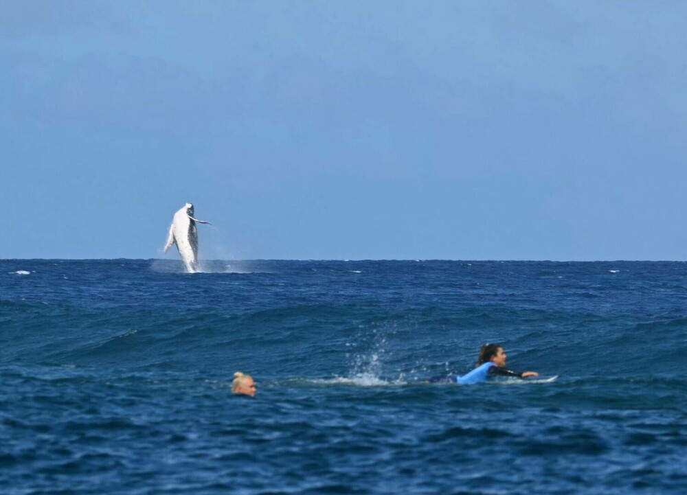 O balenă și-a făcut apariția la probele de surfing din Tahiti, de la Jocurile Olimpice 2024. FOTO - Imaginea 6