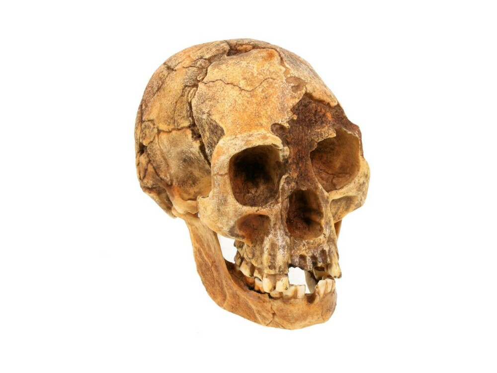 A fost găsit un os provenit de la o specie minusculă de oameni antici. Ce se știe despre Homo floresiensis. FOTO - Imaginea 2