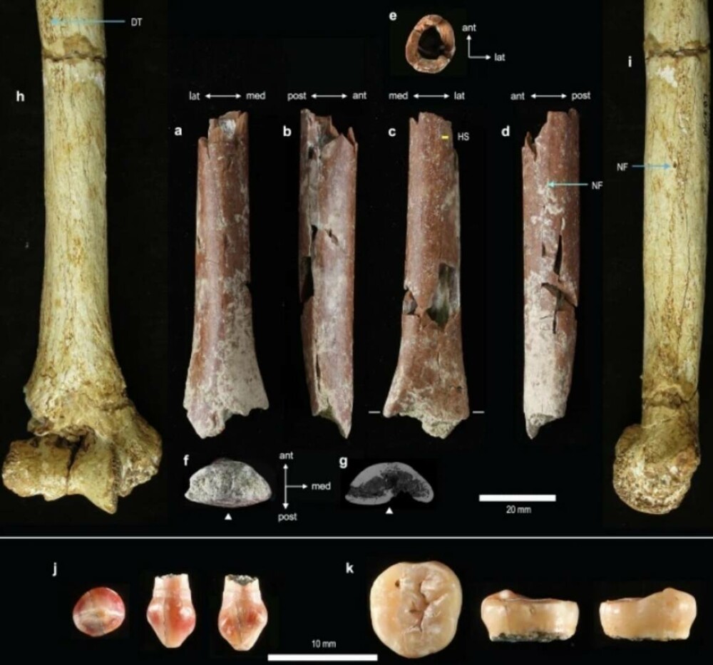 A fost găsit un os provenit de la o specie minusculă de oameni antici. Ce se știe despre Homo floresiensis. FOTO - Imaginea 4