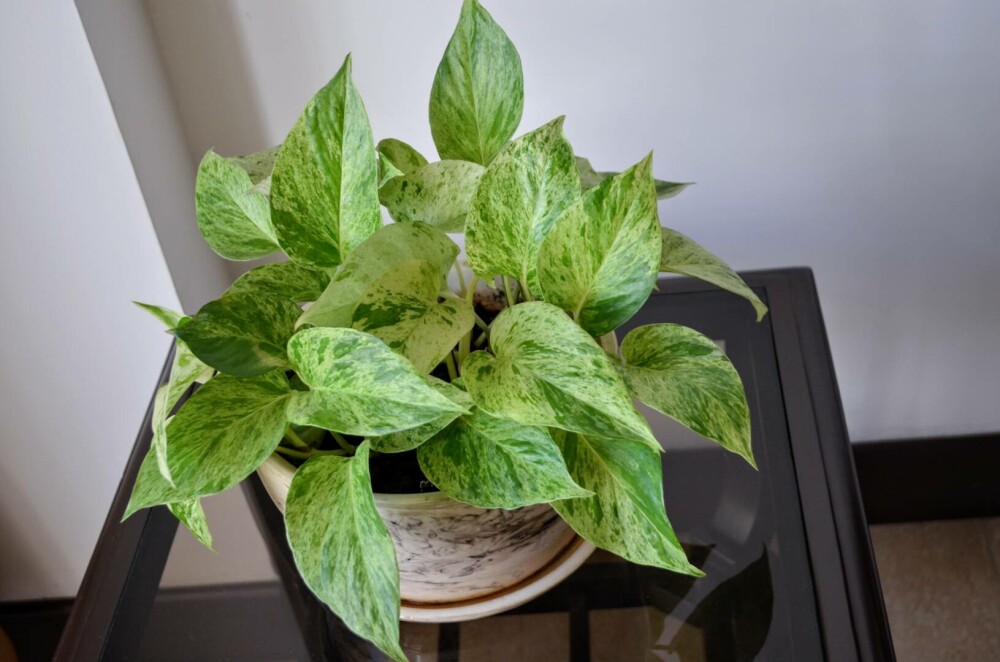 Plantele care aduc iubire și armonie. Cum să le folosești în casă și grădină - Imaginea 8