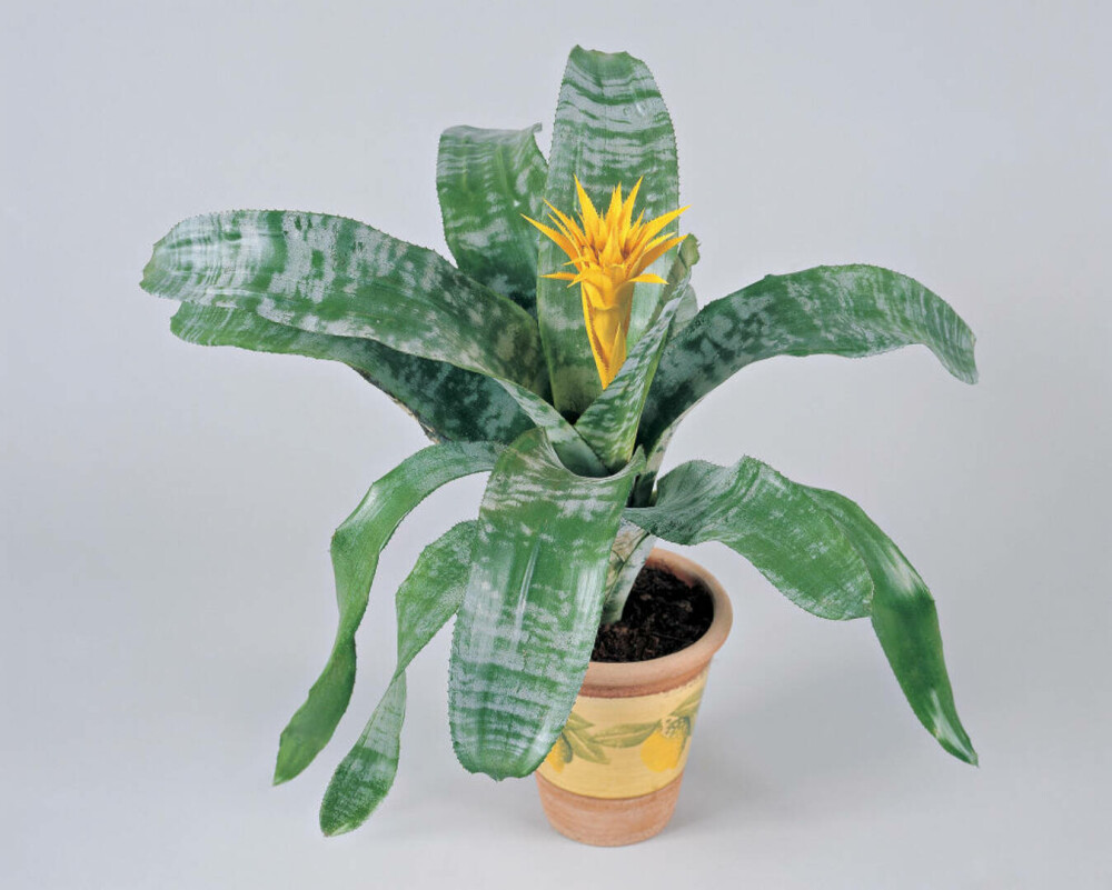 Plantele care aduc iubire și armonie. Cum să le folosești în casă și grădină - Imaginea 7