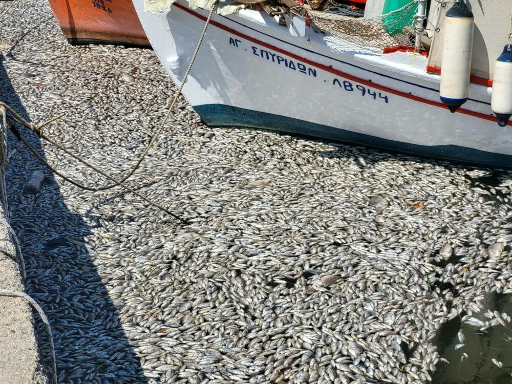 Imagini dramatice cu un port turistic din Grecia invadat de sute de mii de peşti morţi. „Se întinde pe kilometri”. FOTO - Imaginea 2