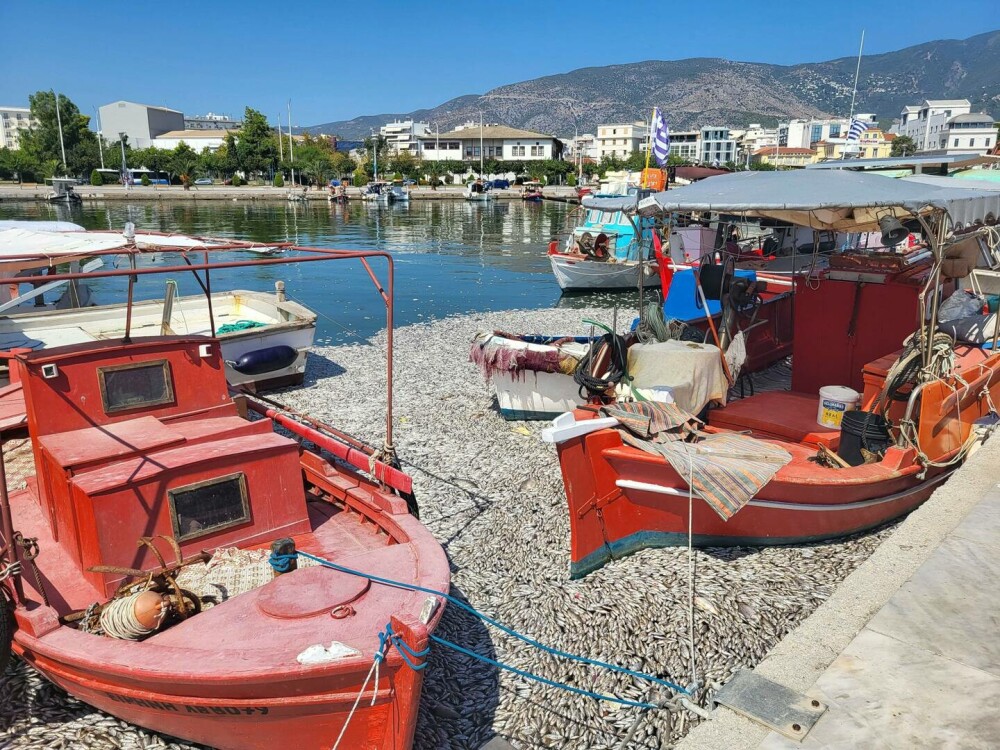 Imagini dramatice cu un port turistic din Grecia invadat de sute de mii de peşti morţi. „Se întinde pe kilometri”. FOTO - Imaginea 3