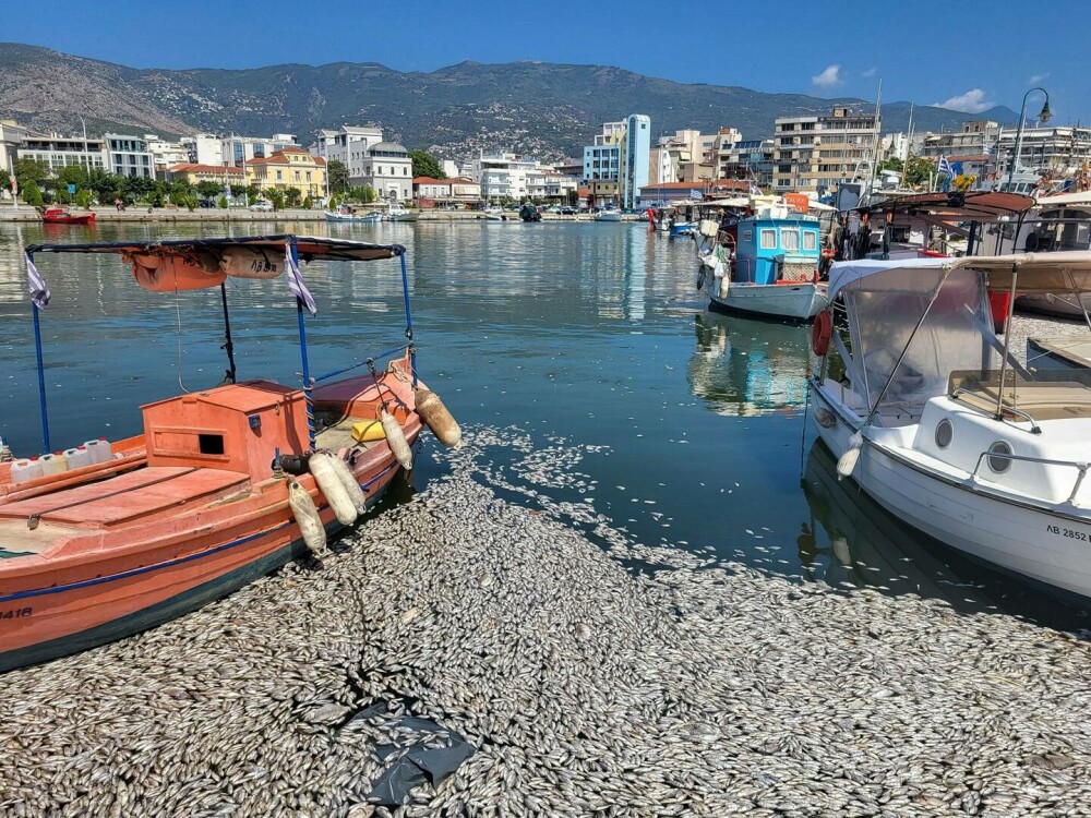 Imagini dramatice cu un port turistic din Grecia invadat de sute de mii de peşti morţi. „Se întinde pe kilometri”. FOTO - Imaginea 8