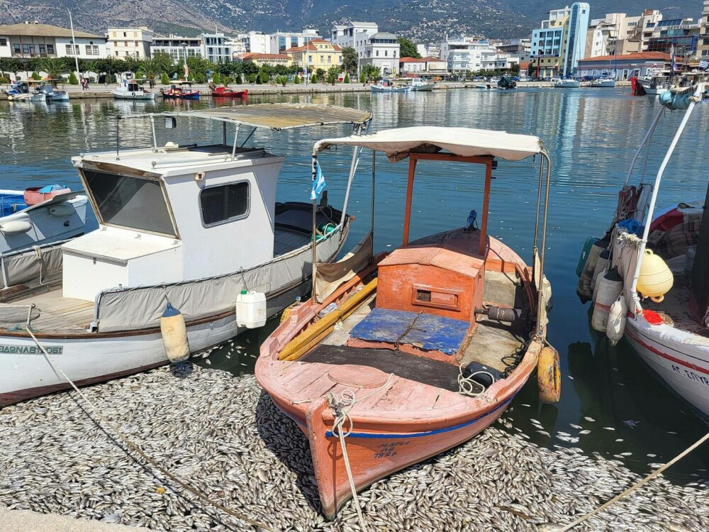 Imagini dramatice cu un port turistic din Grecia invadat de sute de mii de peşti morţi. „Se întinde pe kilometri”. FOTO - Imaginea 9