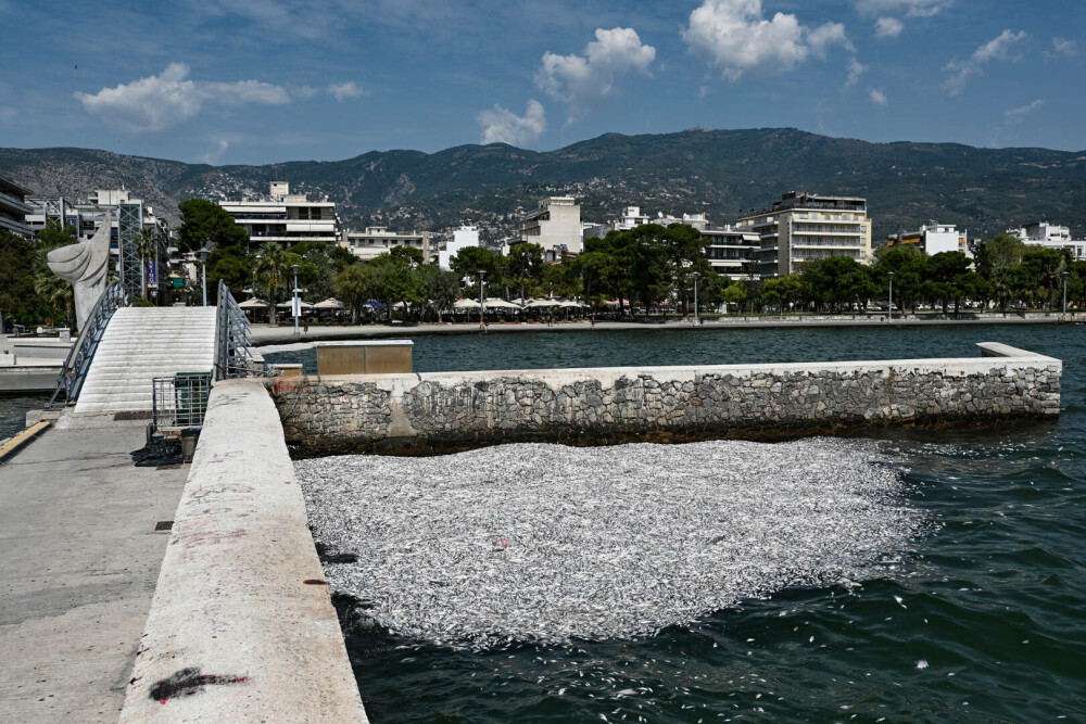 Tone de pești morți au umplut portul turistic Volos din Grecia. A fost declarată stare de urgenţă. GALERIE FOTO - Imaginea 1