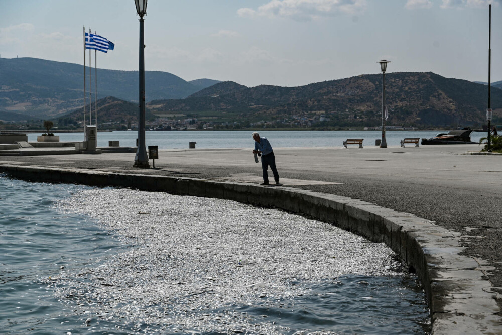 Tone de pești morți au umplut portul turistic Volos din Grecia. A fost declarată stare de urgenţă. GALERIE FOTO - Imaginea 3