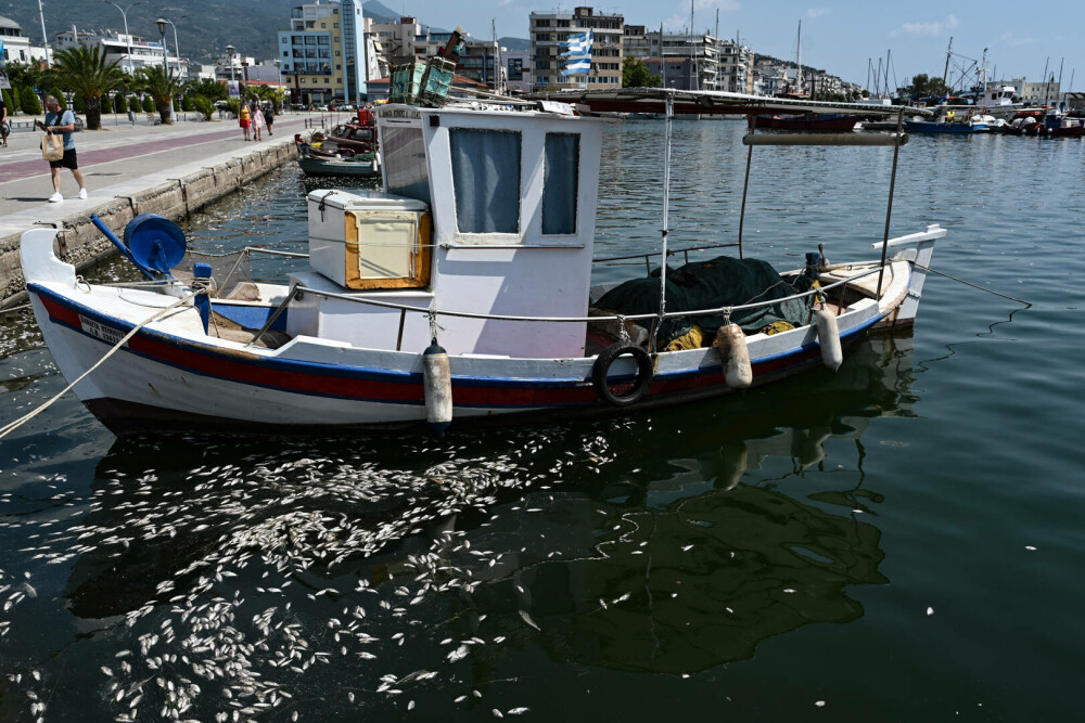 Tone de pești morți au umplut portul turistic Volos din Grecia. A fost declarată stare de urgenţă. GALERIE FOTO - Imaginea 7