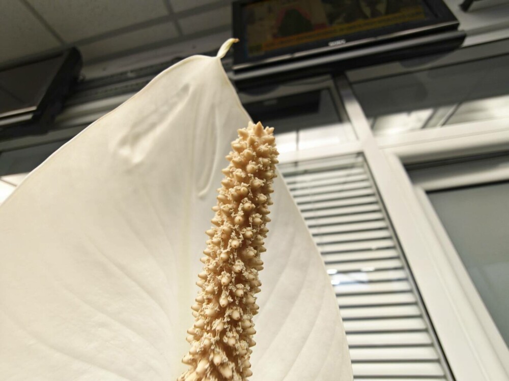 Honor Magic V5: Ce spune Marian Andrei de la I Like IT despre cel mai subțire telefon pliabil din lume - Imaginea 14